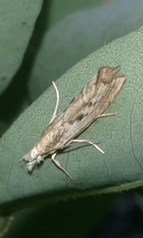 Crambidae : Agriphila cfr. geniculea?